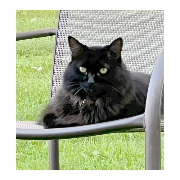 MEET MY POSH BUDDY BABY GIRL & RAVEN& COOKIE TIGGER MIDNIGHT - Picture 11 of 13